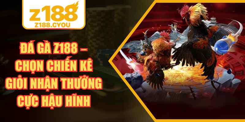Đá Gà Z188 – Chọn Chiến Kê Giỏi Nhận Thưởng Cực Hậu Hĩnh